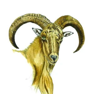 Arrui ( reproducción )- Jorge Manzanares