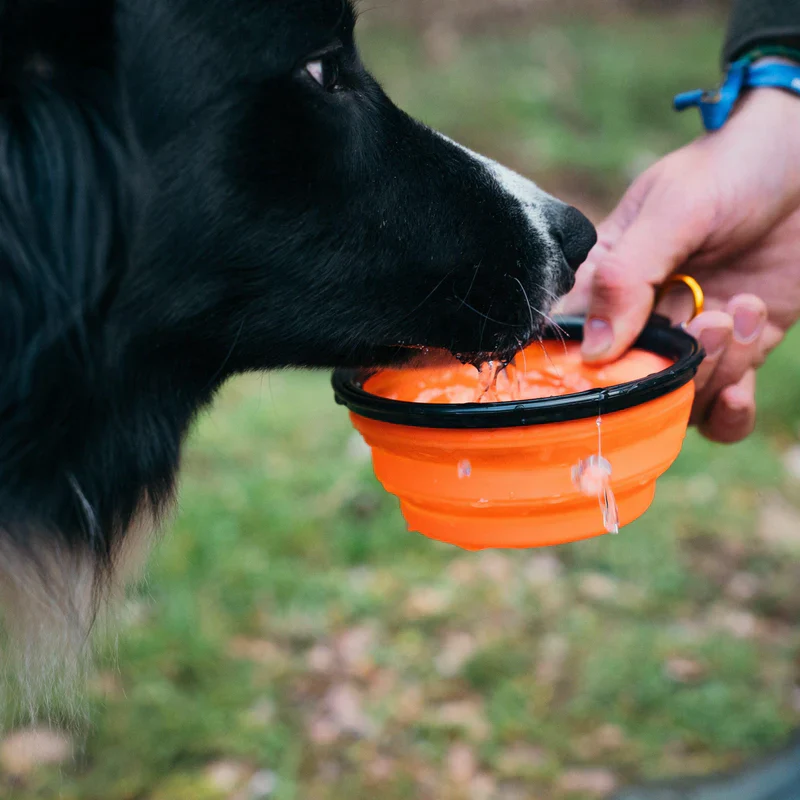 Pack Montería YWH - Imagen 5