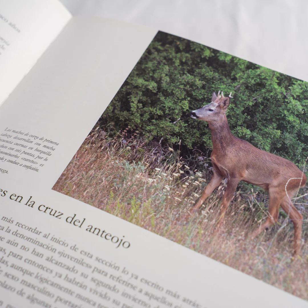 Más cosas de corzos: Por un necesario cambio de rumbo Pablo Ortega - Imagen 4