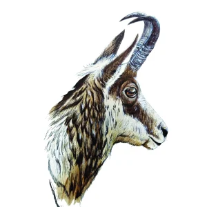 Rebeco ( reproducción )-Jorge Manzanares